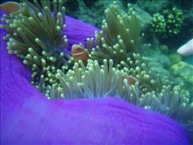 The Lady Bowen Dive Site - Darwin Holiday 0