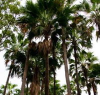 Palm Tree Creek - Darwin Holiday