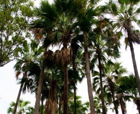 Palm Tree Creek - Darwin Holiday 0