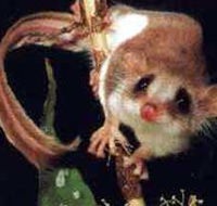 Carrowong Fauna Sanctuary - Darwin Holiday