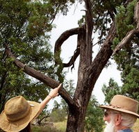 Charleville - Outback Native Timber Walk - Darwin Holiday