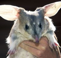 Charleville - Bilby Experience - Darwin Holiday