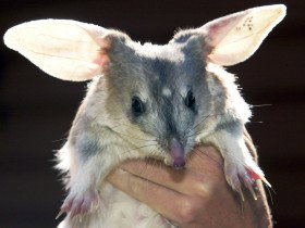 Charleville - Bilby Experience - Darwin Holiday 0