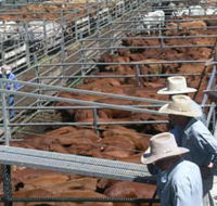 Dalrymple Sales Yards - Cattle Sales - Darwin Holiday