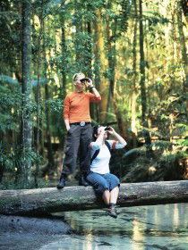 Birdwatching On The Fraser Coast - Darwin Holiday 0