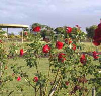 Elizabeth Park Rose Gardens - Darwin Holiday