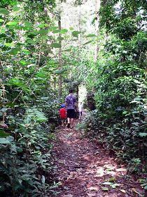 Malanda Falls Rainforest Walk, Malanda Falls Conservation Park - Darwin Holiday 0