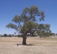 Historic Coolabah Tree - Darwin Holiday