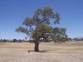 Historic Coolabah Tree - Darwin Holiday 0