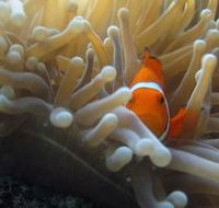 Flat Rock Dive Site - Darwin Holiday