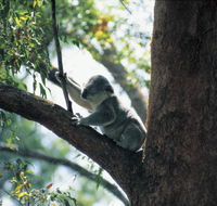 Daisy Hill Conservation Park - Darwin Holiday