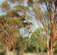 Myall Park Botanic Garden - Darwin Holiday
