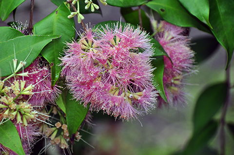 Tondoon Botanic Gardens - Darwin Holiday 5