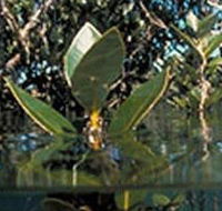 Jawbone Marine Sanctuary - Darwin Holiday