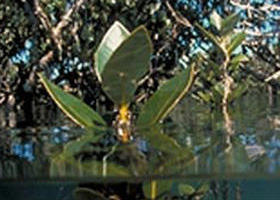 Jawbone Marine Sanctuary - Darwin Holiday 0