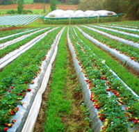 Kookaberry Strawberry Farm - Darwin Holiday
