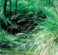 Lerderderg State Park - Darwin Holiday