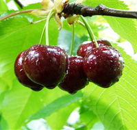 Red Hill Cherry Farm - Darwin Holiday