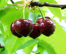 Red Hill Cherry Farm - Darwin Holiday 0