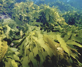 Barwon Bluff Marine Sanctuary - Darwin Holiday 0