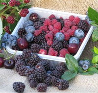 Bright Berry Farms - Darwin Holiday