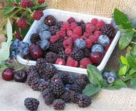 Bright Berry Farms - Darwin Holiday 0