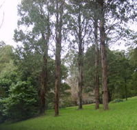 Mount Dandenong Arboretum - Darwin Holiday