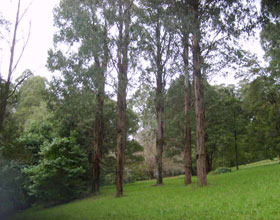 Mount Dandenong Arboretum - Darwin Holiday 0