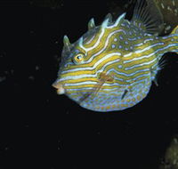 Mushroom Reef Marine Sanctuary - Darwin Holiday