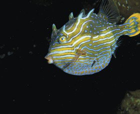 Mushroom Reef Marine Sanctuary - Darwin Holiday 0