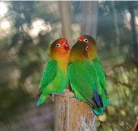 Ballarat Bird World - Darwin Holiday