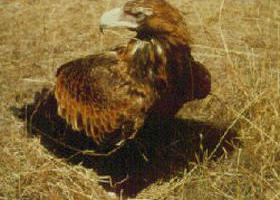 Long Forest Nature Conservation Reserve - Darwin Holiday 0