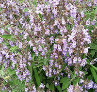 Otway Herbs - Darwin Holiday