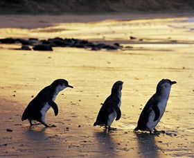 Ventnor VIC Darwin Holiday