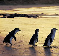 Phillip Island Nature Park - Darwin Holiday