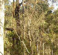 Warby-Ovens National Park - Darwin Holiday