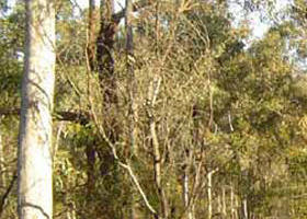 Warby-Ovens National Park - Darwin Holiday 0