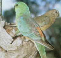 Lake Albacutya Regional Park - Darwin Holiday