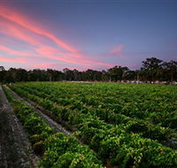 Amherst Winery - Darwin Holiday