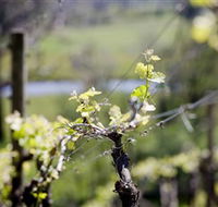 Michelini Wines - Darwin Holiday
