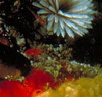 Point Cooke Marine Sanctuary - Darwin Holiday