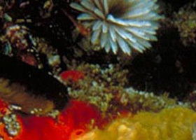 Point Cooke Marine Sanctuary - Darwin Holiday 0