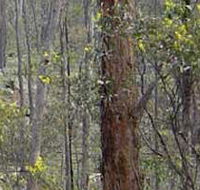 Heathcote-Graytown National Park - Darwin Holiday