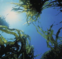 Marengo Reefs Marine Sanctuary - Darwin Holiday