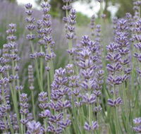 Warratina Lavender Farm - Darwin Holiday