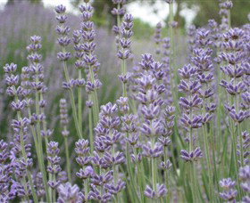 Warratina Lavender Farm - Darwin Holiday 0