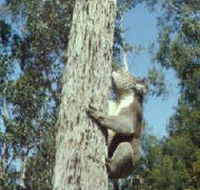 Creswick Regional Park - Darwin Holiday