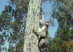 Creswick Regional Park - Darwin Holiday 0