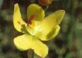 Langwarrin Flora And Fauna Reserve - Darwin Holiday 0