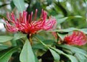 Buldah VIC Darwin Holiday